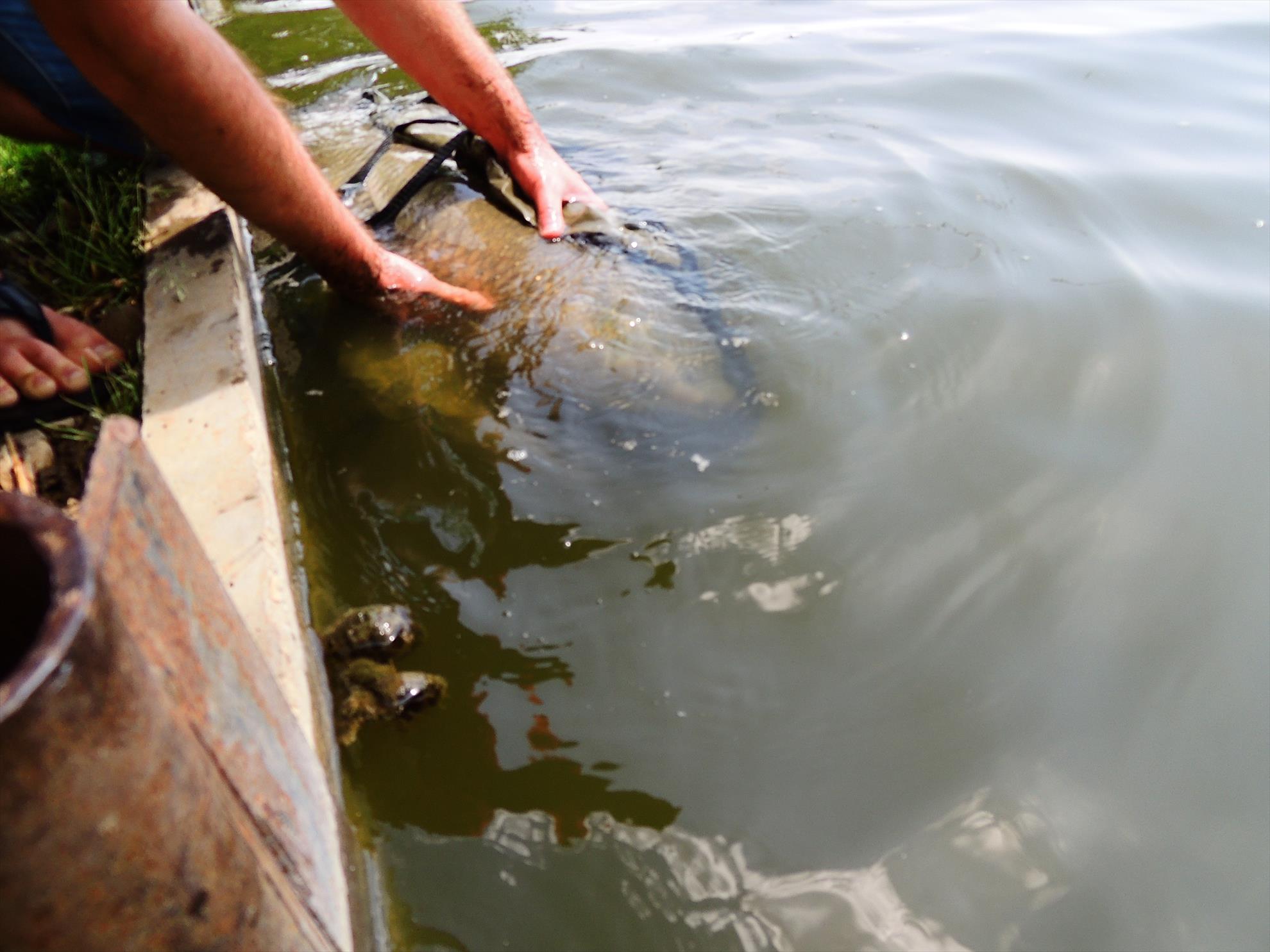 Tancabesti 14 - 16 iunie 2015 - dscn6770.JPG